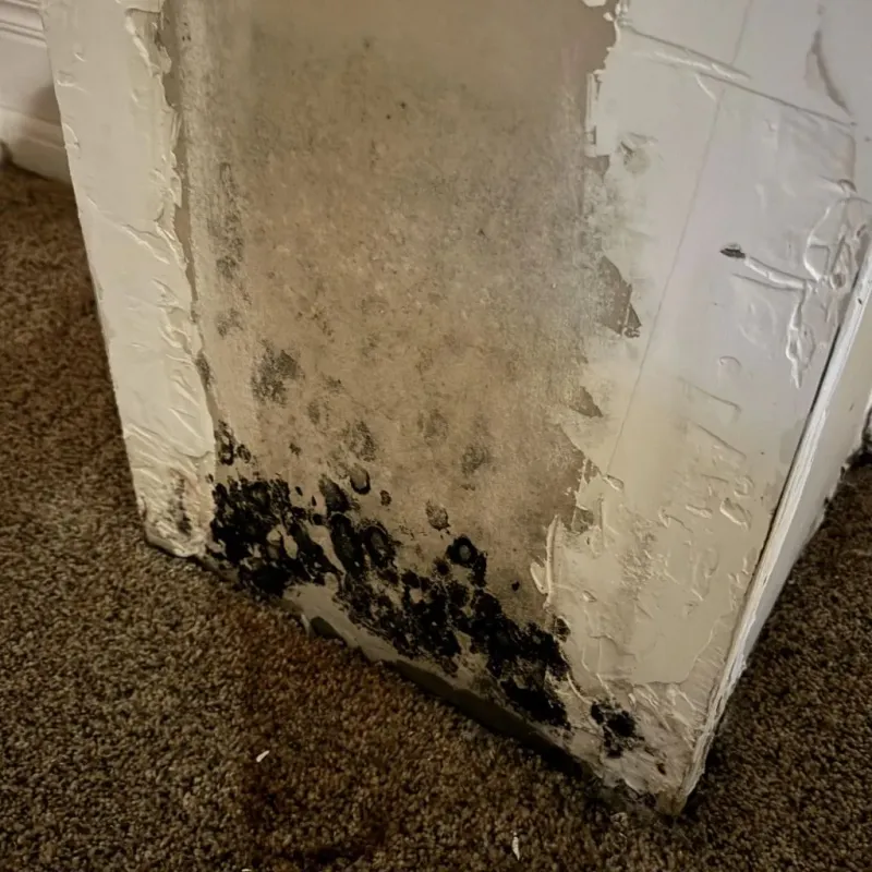 Professional Mold Removal in Faulkner County, AR